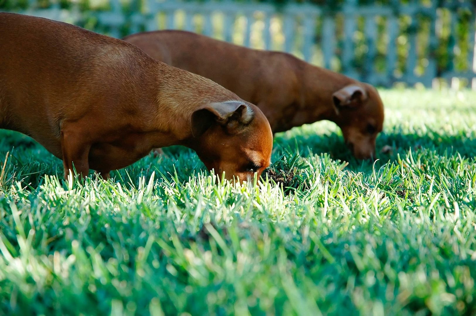 Image result for Why Dogs Eat Grass: Causes, Risks, and What It Means - Discount For Pets
